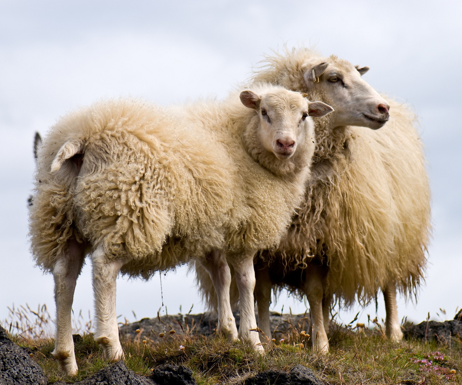 Pair_of_Icelandic_Sheep_1