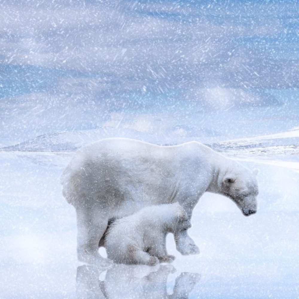 PolarBearandCub