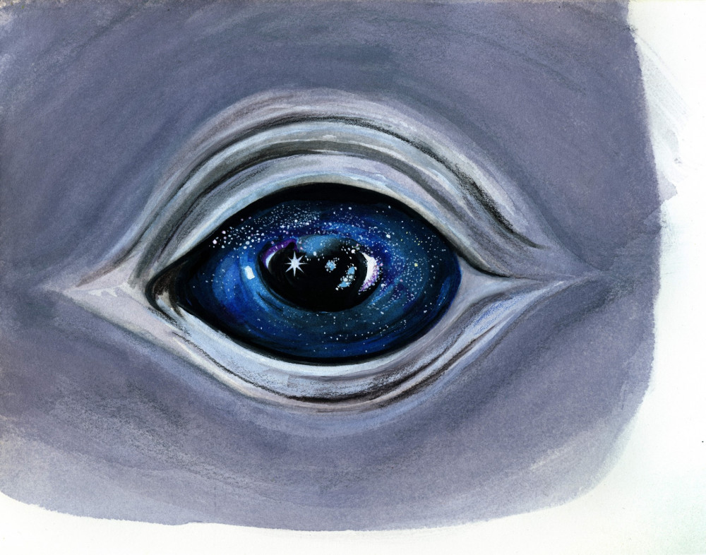 whale eye-min-min