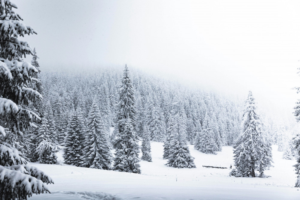 tomas-malik-PrWCad_Vy_w-unsplash