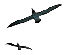 Birds Flying.